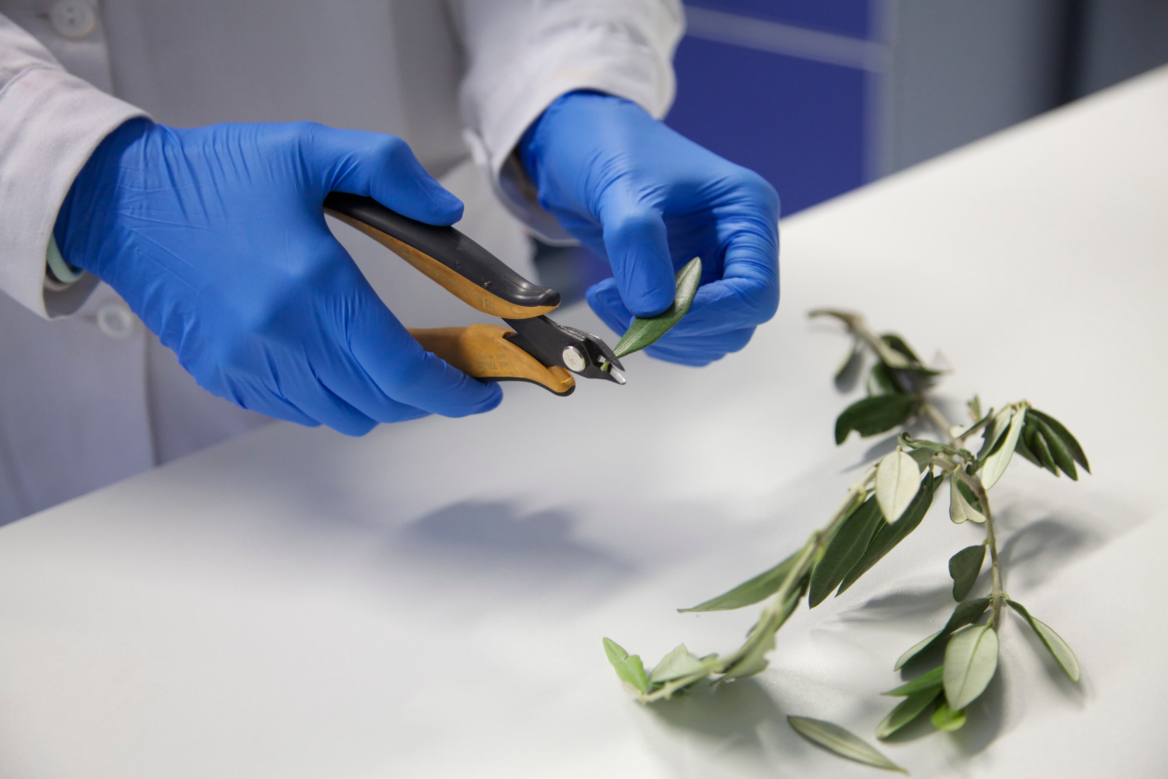 Multitrace cover image